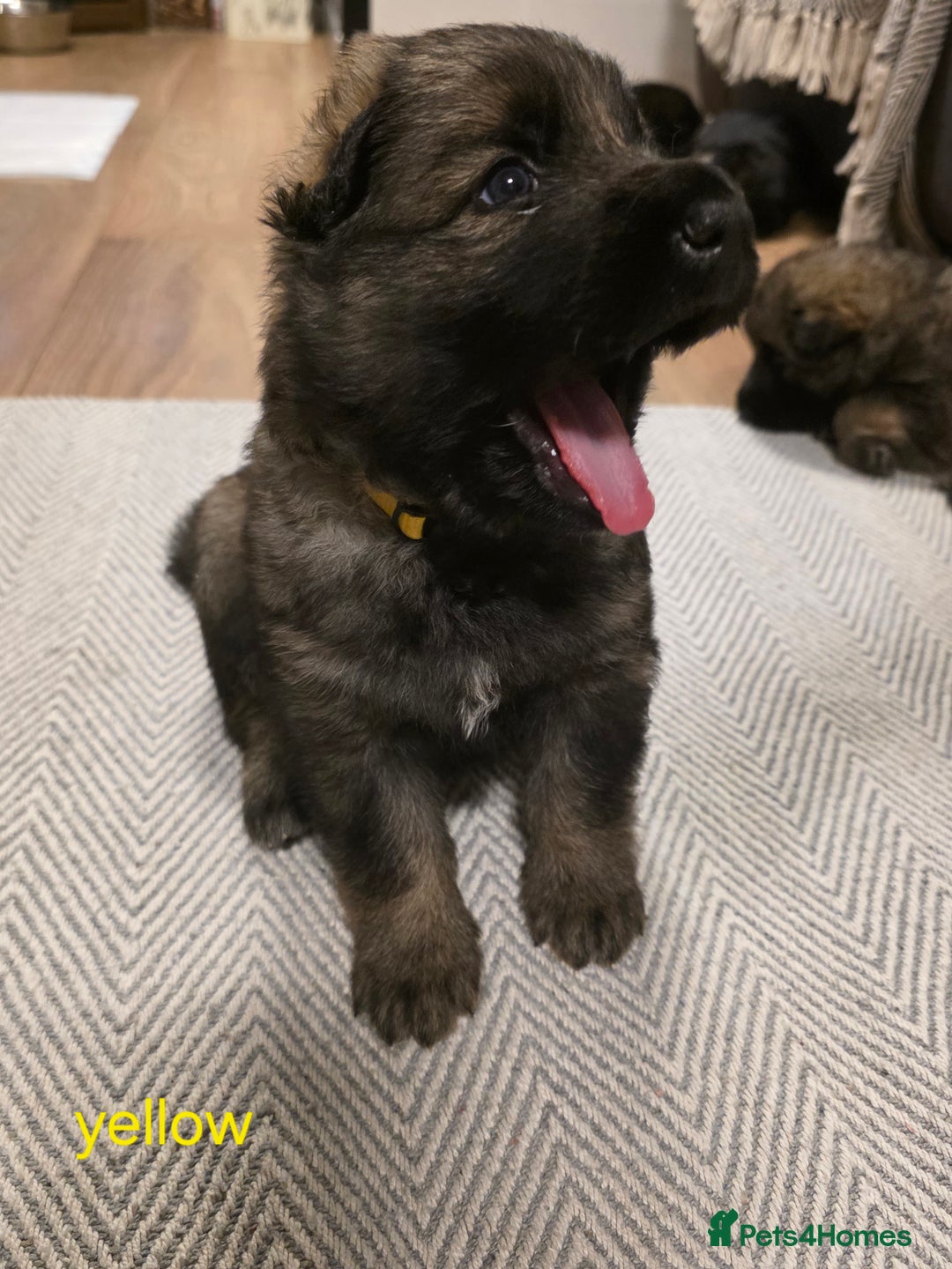 German Shepherd dogs for sale: German shepard puppies  - Image 1