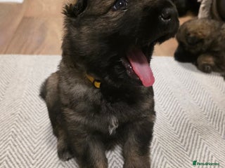 German Shepherd dogs - Advert 1