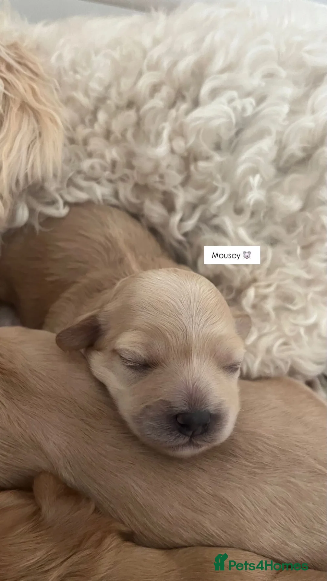 Cavapoo dogs for sale: Cavapoo  in Liverpool - Advert 7