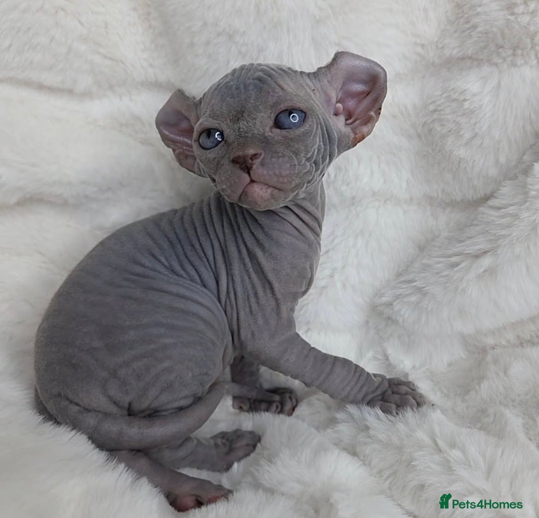 Sphynx cats for sale: 🐱GORGEOUS SPHYNX KITTENS AVAILABLE 🐱 - Advert 3