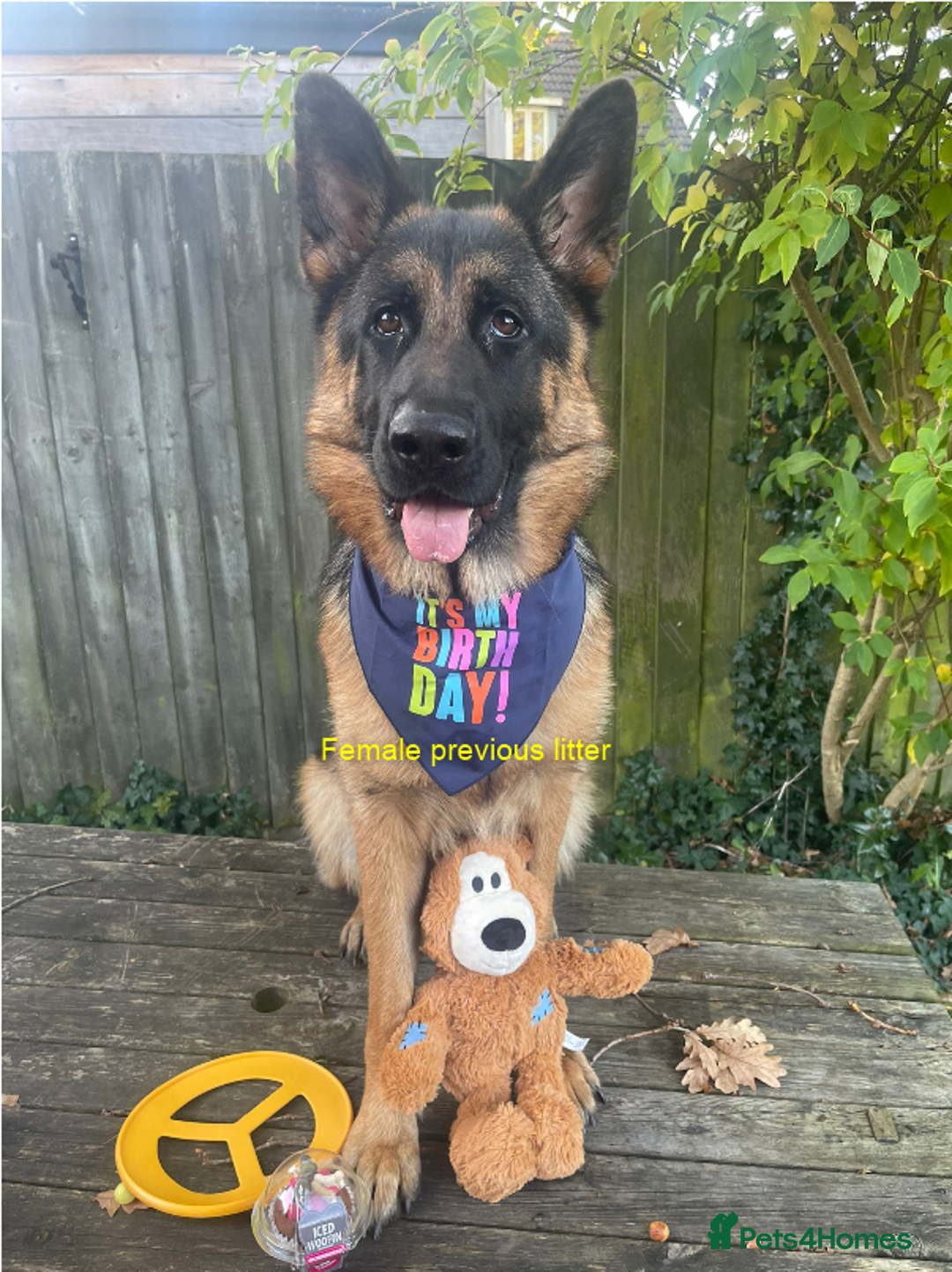 German Shepherd dogs for sale: German Shepherd Puppies – Elite German Bloodlines - Advert 9