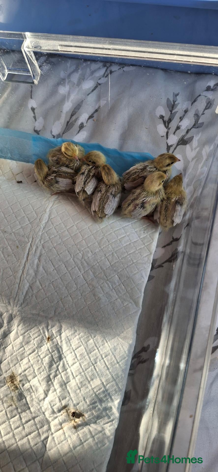 Quail poultry Silver Button Quail - Advert 2