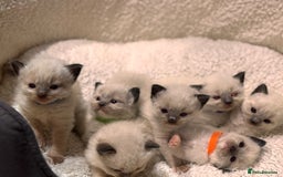 Ragdoll cats for sale: Purebred Ragdoll Kittens (TICA REG PARENTS) - Image 16