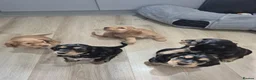 Cocker Spaniel dogs for sale: ​Gorgeous Cocker Spaniel Puppies Sna health tested - Advert 16
