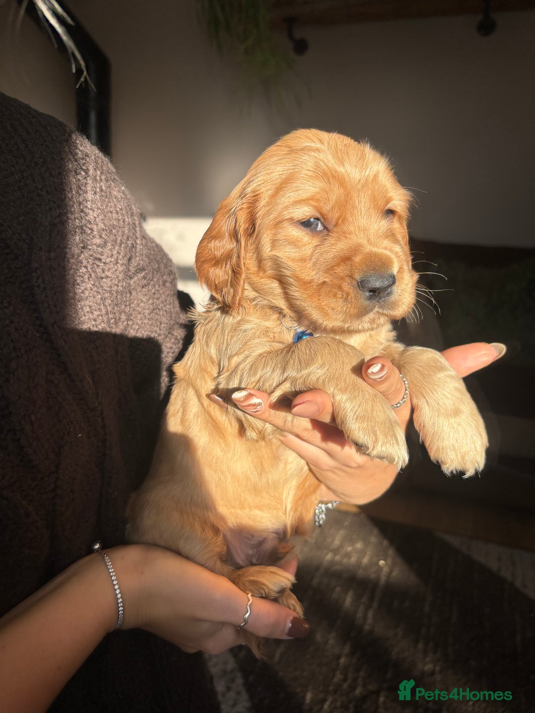 Cocker Spaniel dogs for sale: Cocker spaniels  - Image 2