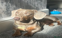 Dachshund dogs for stud: Isabella and tan dachshund for stud  - Image 6