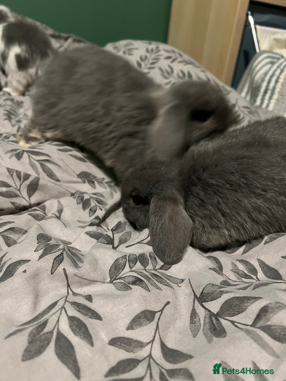 Mini Lop rabbits for sale: Mini lop boys  - Advert 6