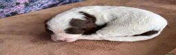 Sproodle dogs for sale: ✨RARE TRICOLOUR TUXEDO MERLE SPROODLES🐾❤️✨ TESTED - Advert 32