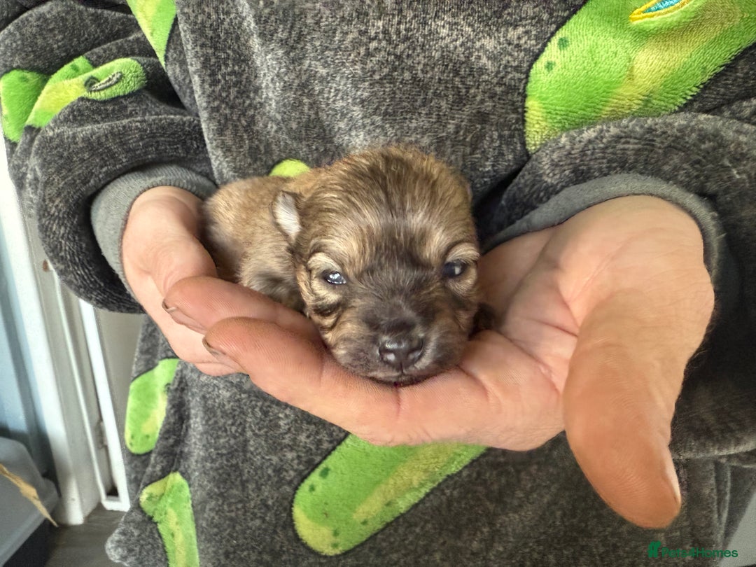 Pomchi dogs for sale: Pomchi puppies 😍 - Advert 8