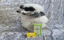 Toy Poodle dogs for stud: Parti Toy Poodle KCregistered PRA PRCD NEG proven - Image 23