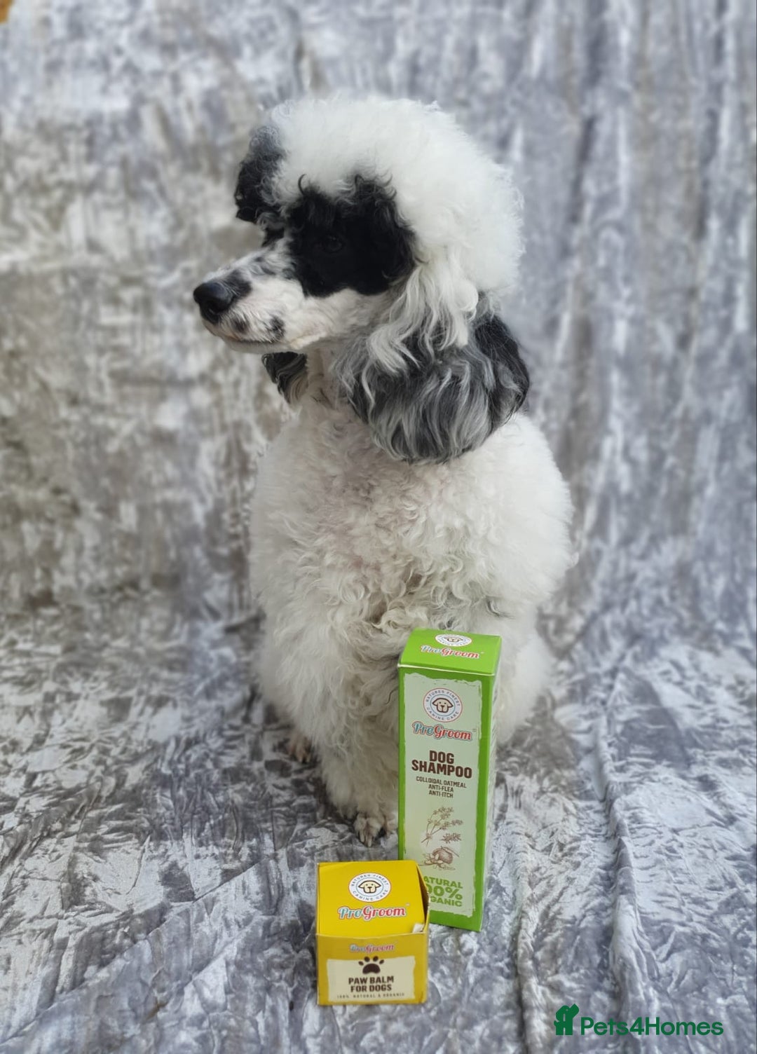 Toy Poodle dogs for stud: Parti Toy Poodle KCregistered PRA PRCD NEG proven - Image 23