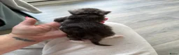 Maine Coon cats for sale: Stunning mainecoon kittens ready November/december - Advert 8