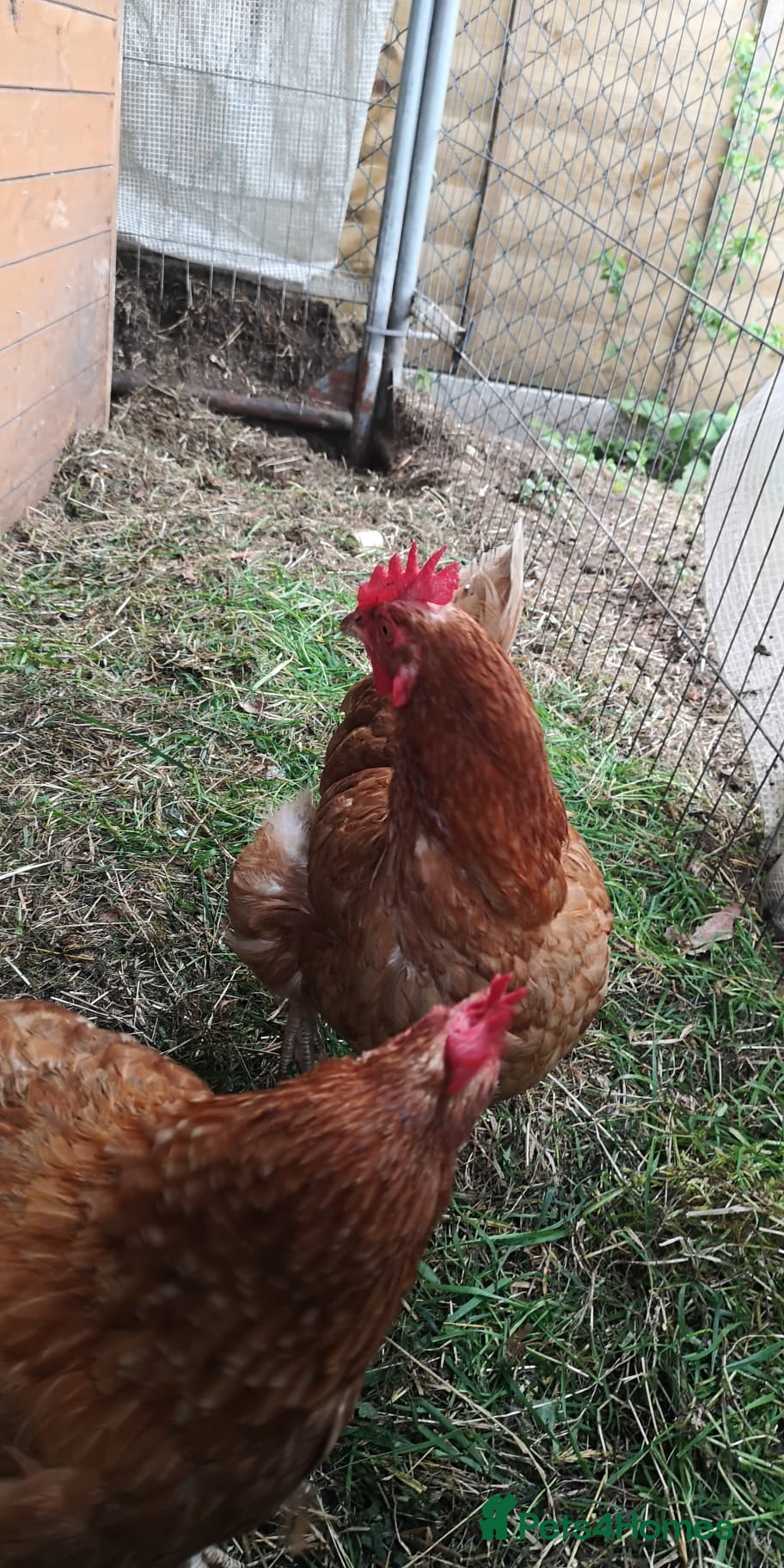 Chickens poultry 9 Chickens , Ip3 - Advert 1