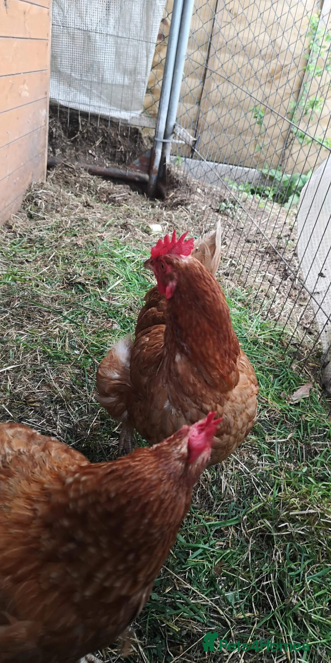 Chickens poultry for sale: 9 Chickens , Ip3 - Advert 1