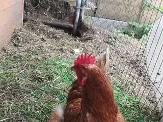 Chickens poultry 9 Chickens , Ip3 - Advert 1