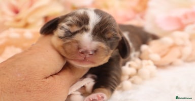 Miniature Dachshund dogs - Advert 2
