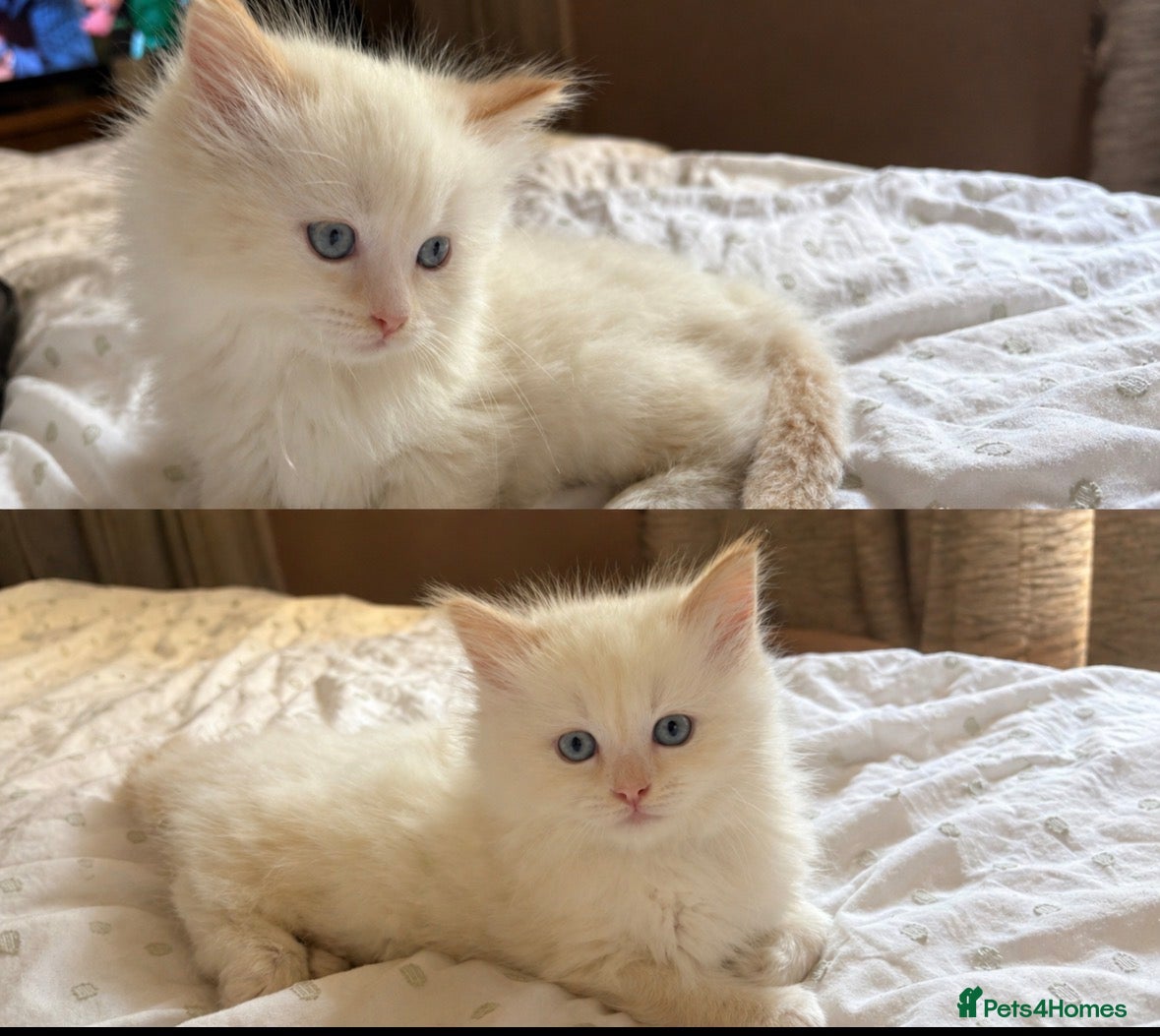 Ragdoll cats for sale: One male ragdoll for sale flame point  - Advert 2