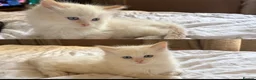 Ragdoll cats for sale: One male ragdoll for sale flame point  in Hereford - Advert 1