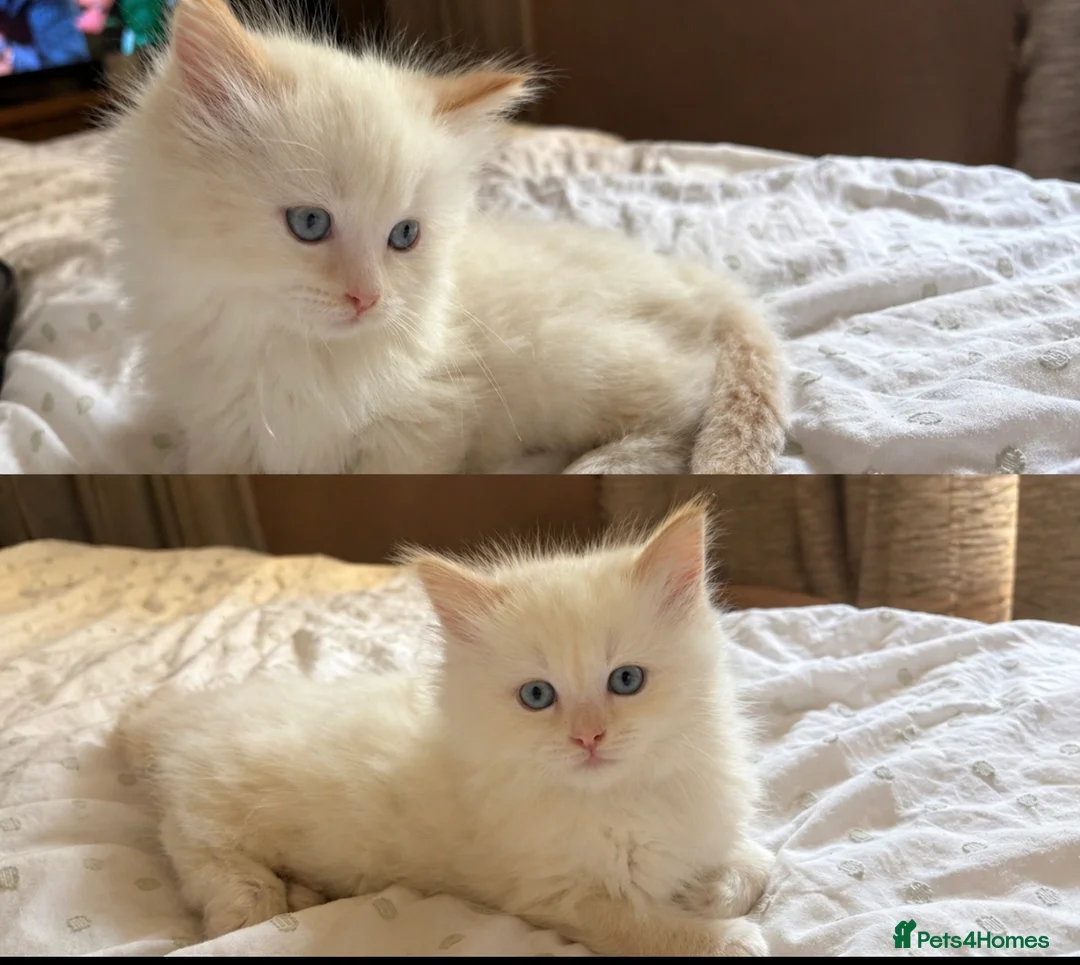 Ragdoll cats for sale: One male ragdoll for sale flame point  in Hereford - Advert 1