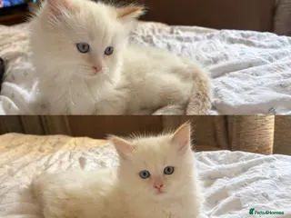 Ragdoll cats for sale: One male ragdoll for sale flame point - Advert 2