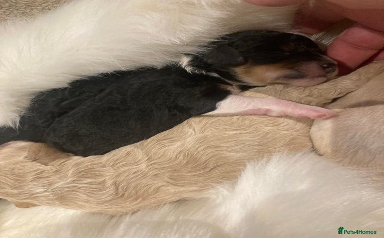 Shihpoo dogs - Advert 1