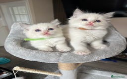 Ragdoll cats for sale: Registered Ragdoll kitttens for sale - Image 33