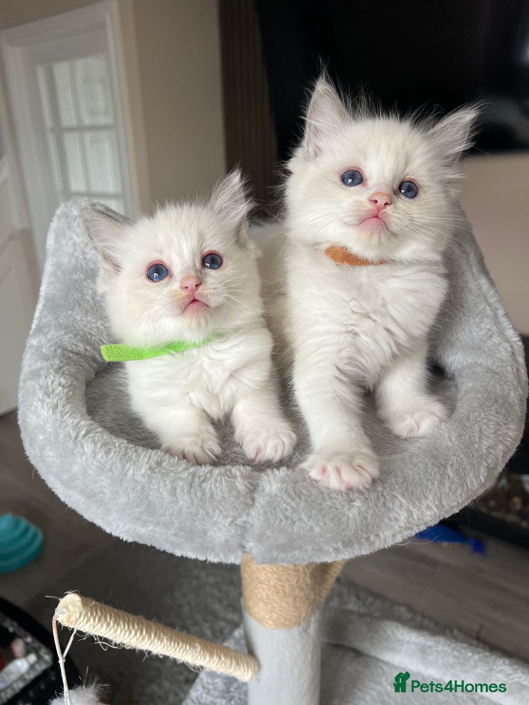 Ragdoll cats for sale: Registered Ragdoll kitttens for sale - Image 33