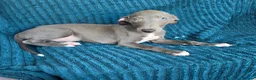 Whippet dogs for sale: 🐾 Beautiful Whippet Puppies Ready Now 🐾 - Advert 36