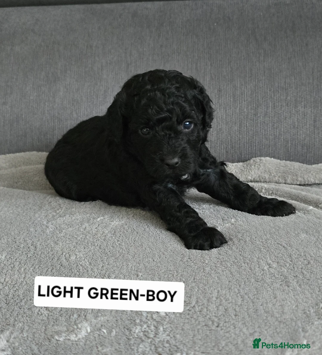 Toy Poodle dogs for sale: BEAUTIFULL BLACK TOY POODLES  - Advert 4