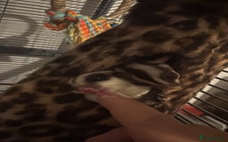 Sugar Glider rodents for sale: 3 Sugar Gliders with cage + accessories  - Image 1