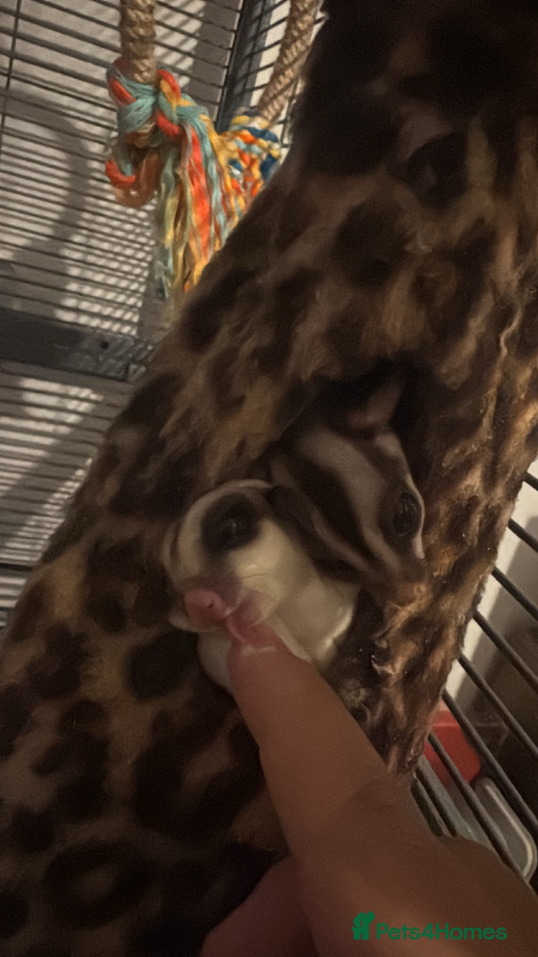 Sugar Glider rodents for sale: 3 Sugar Gliders with cage + accessories  - Image 1