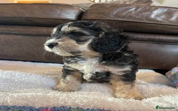 Cockapoo dogs for sale: Adorable F1 Cockerpoo puppies - Image 1