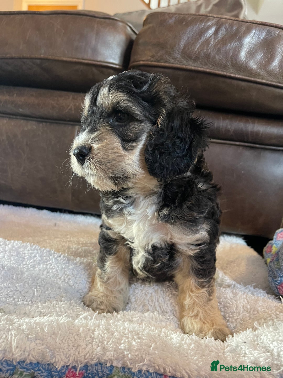 Cockapoo dogs for sale: Adorable F1 Cockerpoo puppies - Image 1