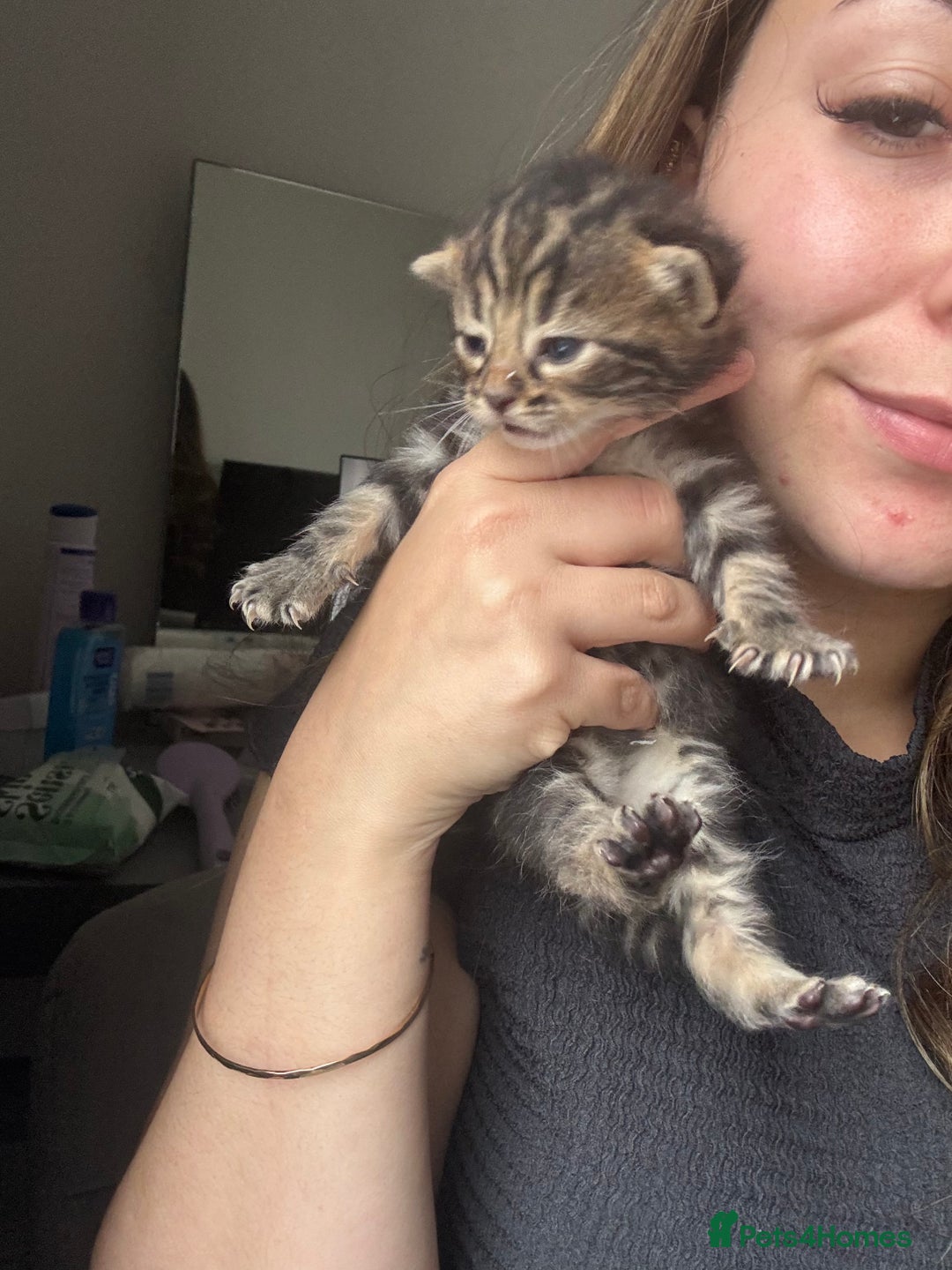 Mixed Breed cats for sale: *ONE LEFT* Beautiful long hair kittens - Advert 17