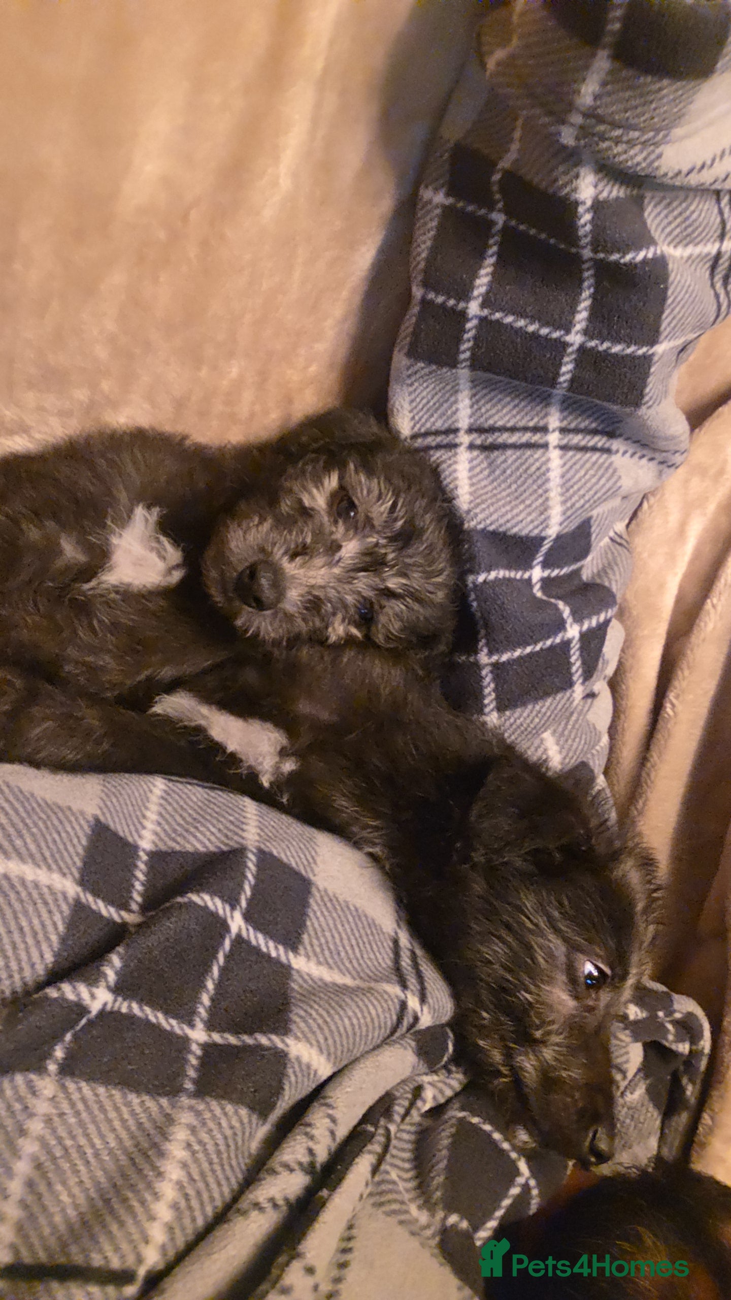 Mixed Breed dogs F1 beddlington whippets  - Advert 4