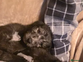 Mixed Breed dogs F1 beddlington whippets - Advert 4