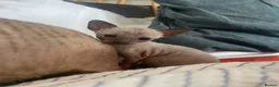 Cornish Rex cats for sale: 4 beautiful Cornish Rex girls  - Advert 6