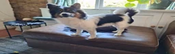 Mixed Breed dogs for sale: Teddy  and Tony in Northampton - Advert 4