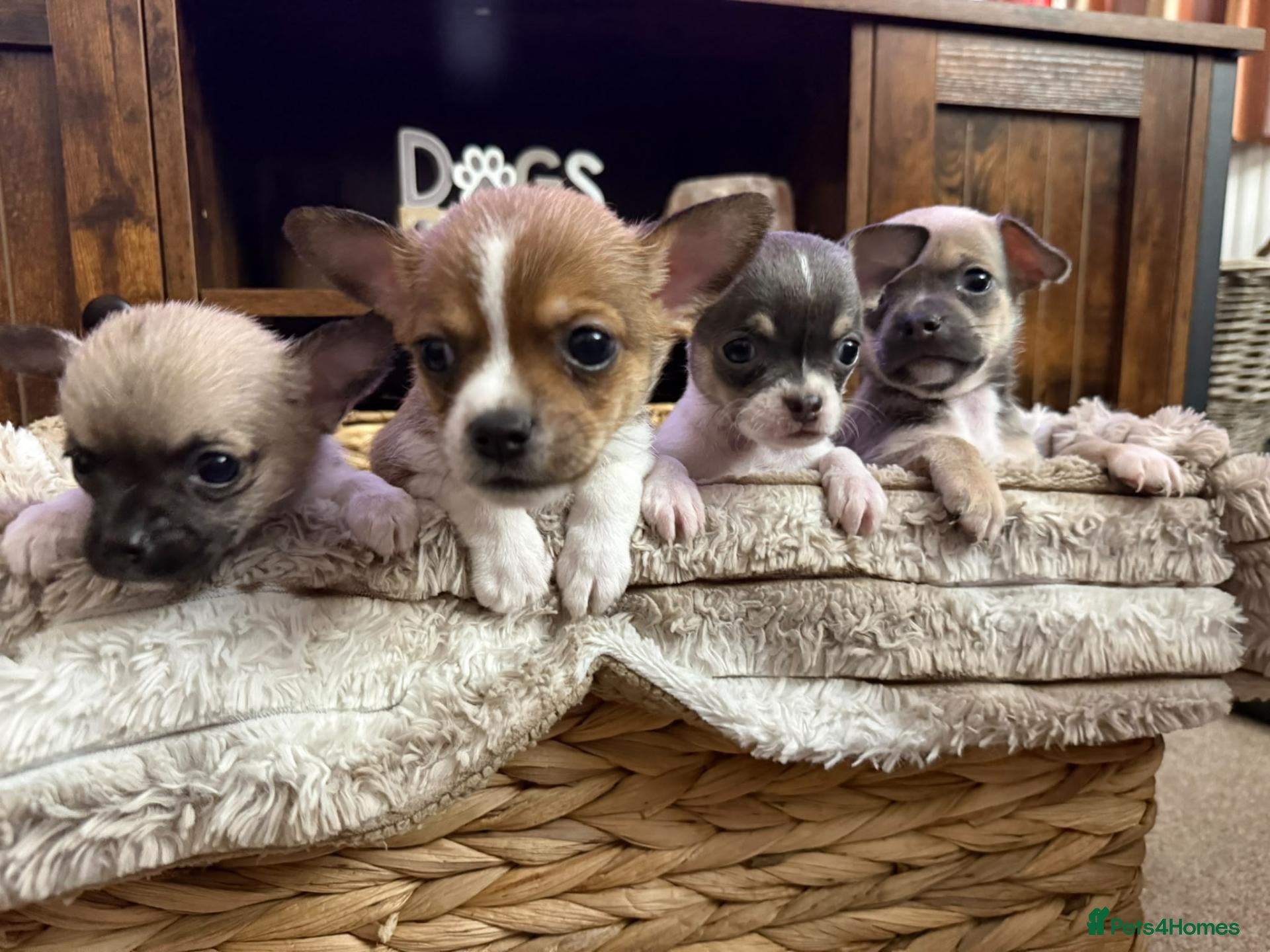 Chihuahua dogs Chihuahua puppies - Advert 1