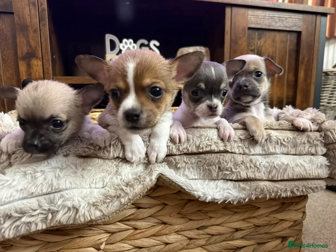 Chihuahua dogs for sale: Chihuahua puppies in Inverness - Advert 1