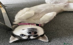 Siberian Husky dogs for sale: Beautiful Female Husky  - Image 9