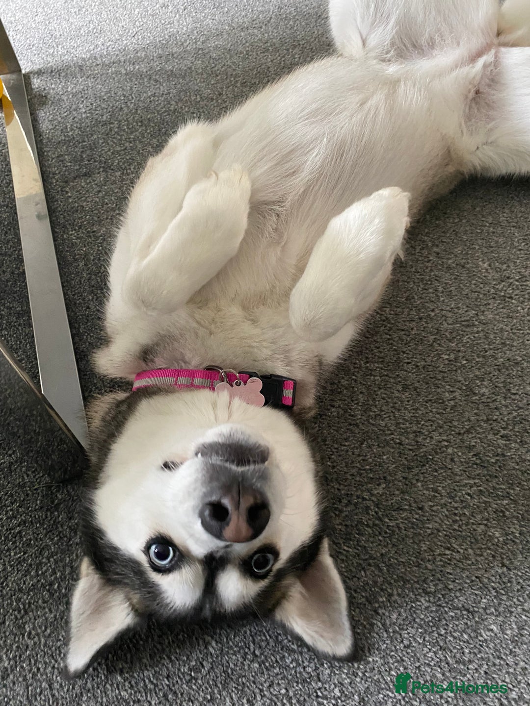 Siberian Husky dogs for sale: Beautiful Female Husky  - Image 9