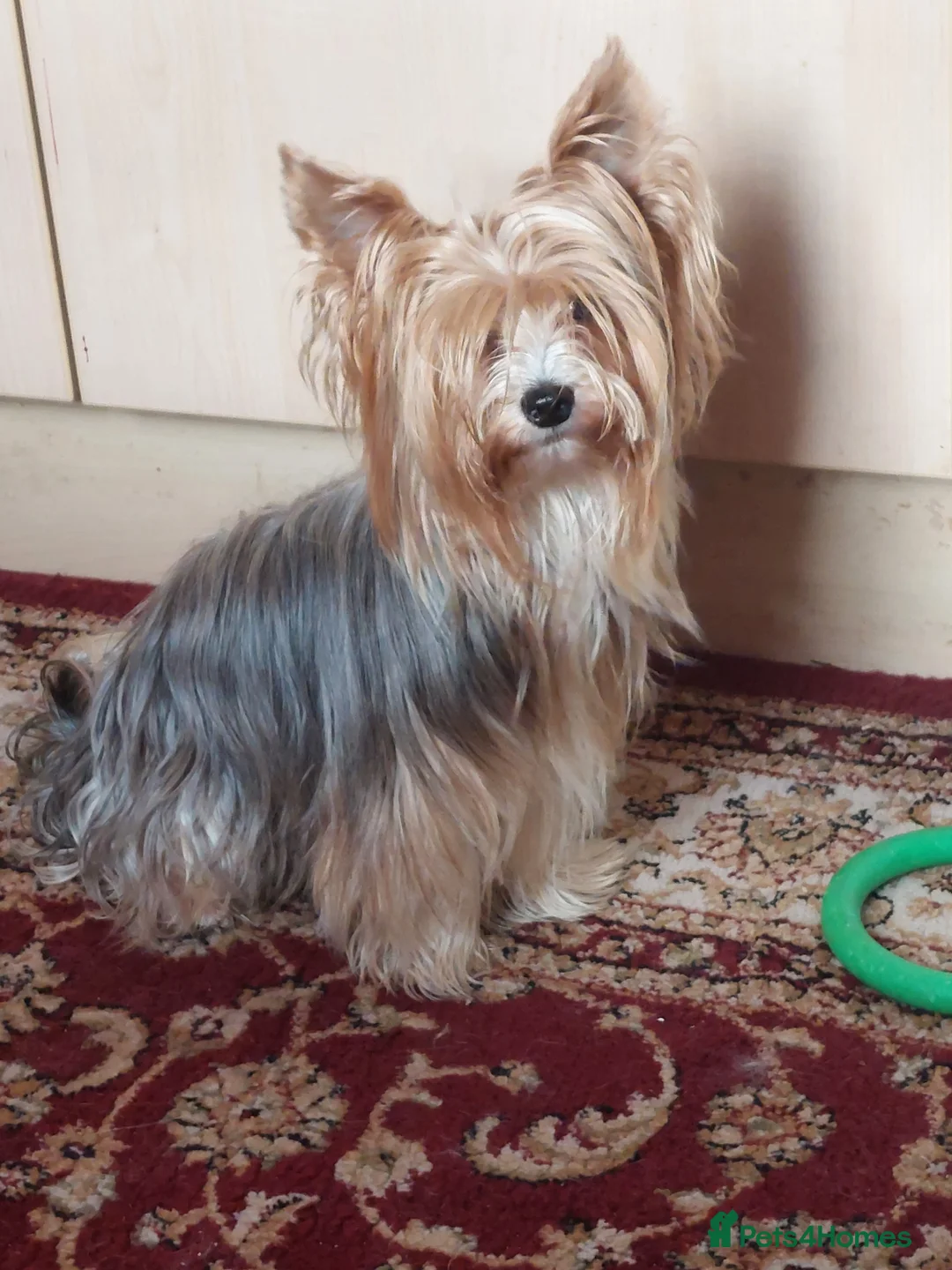 Yorkshire Terrier dogs for stud: beautiful blueberry yorkshire terrier in Eastleigh - Advert 4