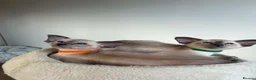 Siamese cats for sale: GCCF Registered Stunning Siamese Kittens  - Advert 9