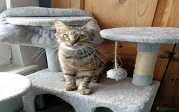 Mixed Breed cats for adoption: KOVA. - Image 3