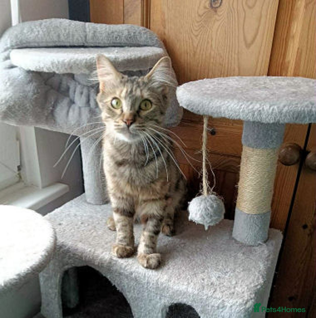 Mixed Breed cats for adoption: KOVA. - Image 3