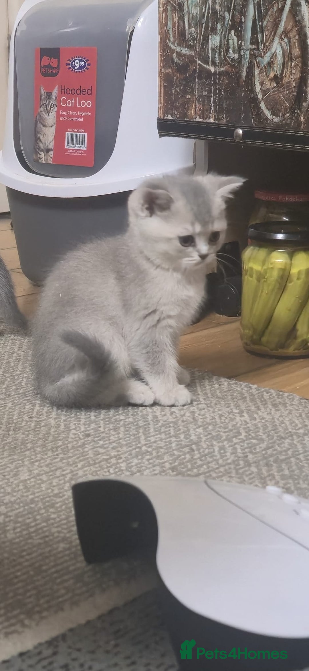 Scottish Fold cats for sale: Ready to leave cute kittens  - Image 10