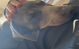 Dachshund dogs for sale: Female dachshund  - Image 4