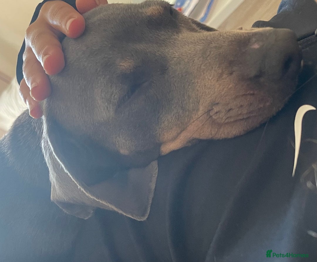 Dachshund dogs for sale: Female dachshund  - Image 4