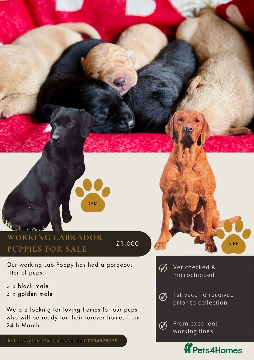 Labrador Retriever dogs for sale: Working Labrador Puppies - Advert 2